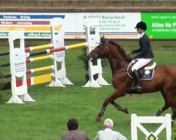 stallion Sinbad 4 (KWPN (Royal Dutch Sporthorse), 1999, from Concorde)
