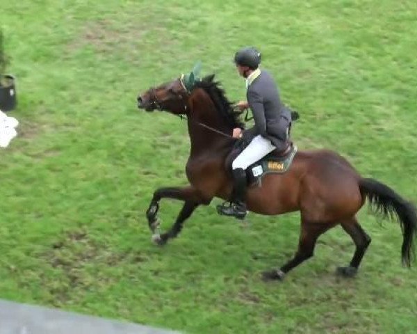jumper El Bond (Hanoverian, 2003, from El Bundy)