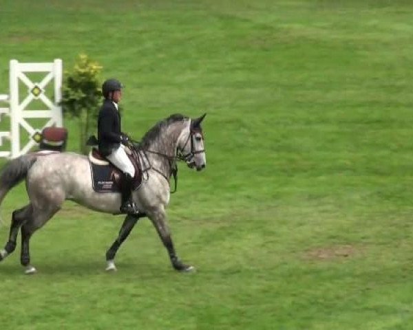horse Syd (KWPN (Royal Dutch Sporthorse), 2004, from Sydney)