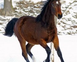 horse Boyfriend H (German Sport Horse, 2008, from Bootsmann 10)