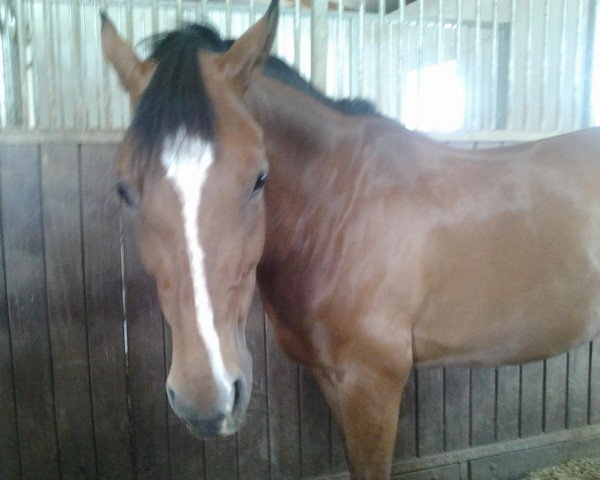 Dressurpferd Calimero Kl (Deutsches Reitpony, 2003, von FS Champion de Luxe)