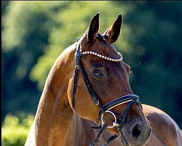 Zuchtstute Anna Bella (Holsteiner, 2008, von Aragorn W)