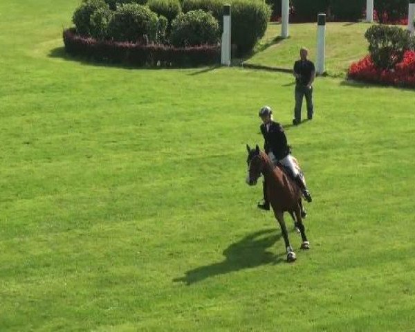 broodmare Daddy's Fee (Oldenburg, 2006, from Daddy Cool)