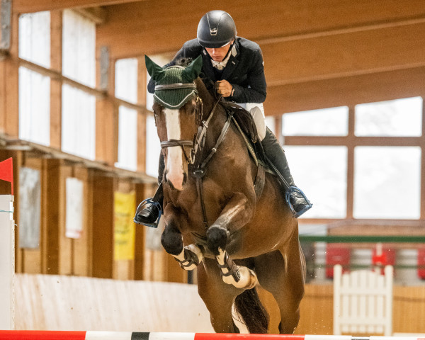 broodmare Plots Balourina (German Sport Horse, 2018, from Peppermint Blue)