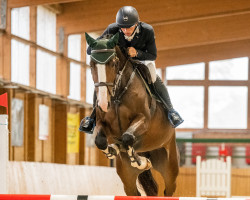 broodmare Plots Balourina (German Sport Horse, 2018, from Peppermint Blue)