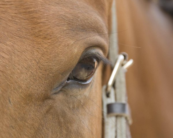 horse Cöster (Saxony-Anhaltiner, 2006, from Chello II)