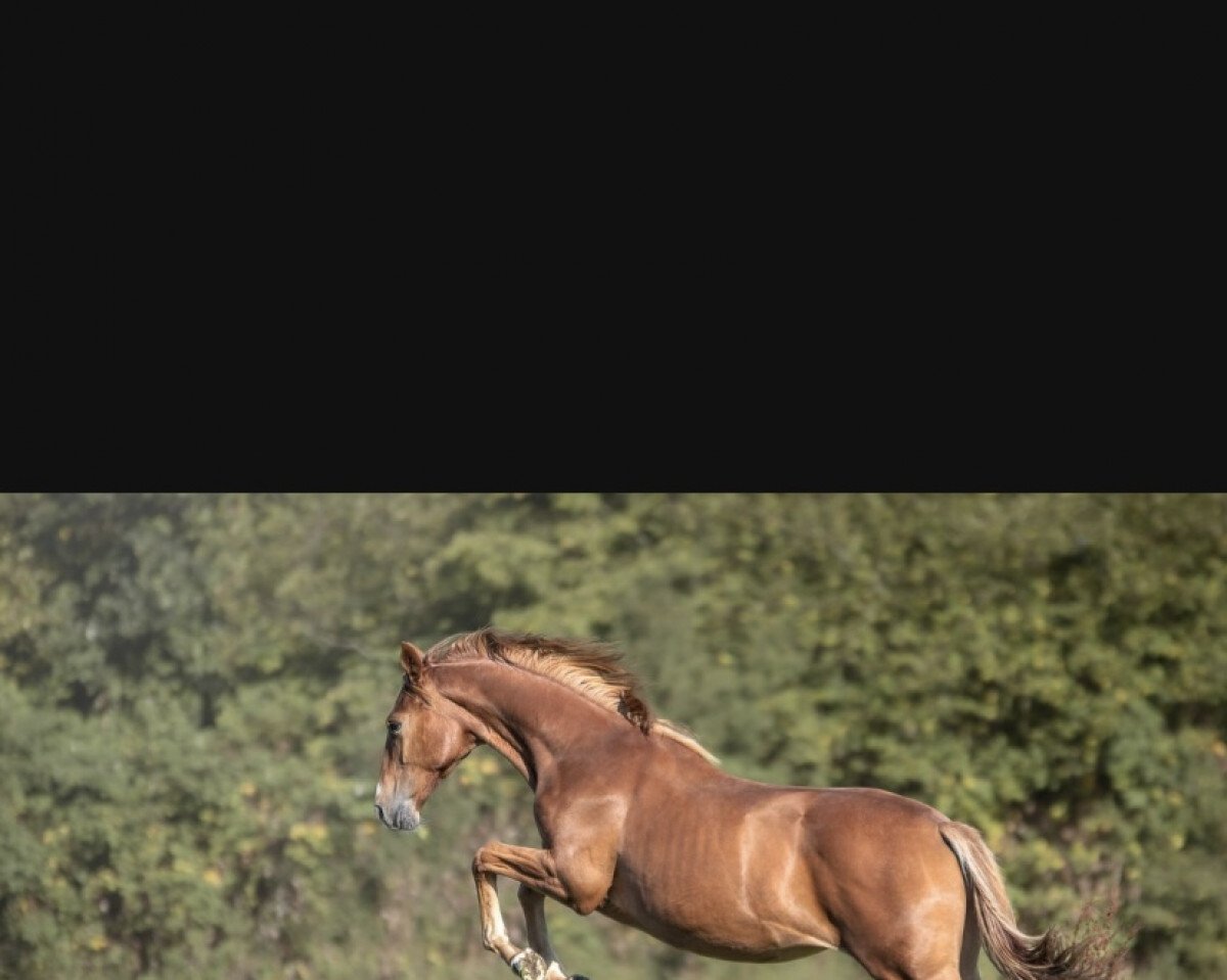 Zuchtstute Ibiza‘s Darling (Hannoveraner, 2021, von Ibiza Dream)