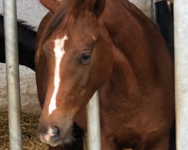 broodmare Viva Victoria AM (Westphalian, 2020, from Viva Gold OLD)