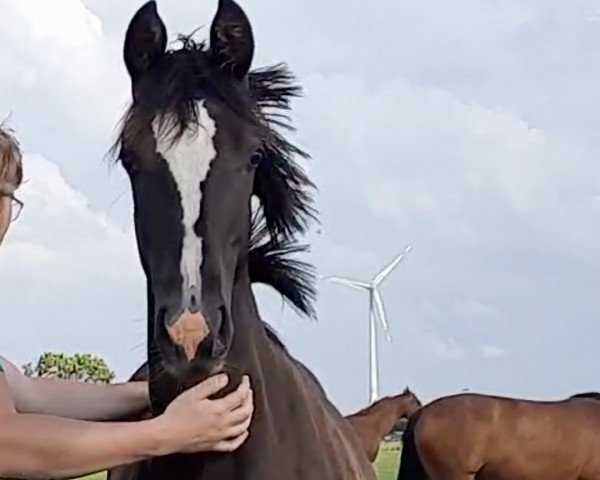 horse Vivaldine (Westphalian, 2021, from Von und Zu)