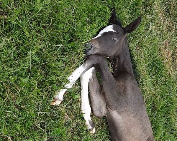 horse Bounty Beach (Trakehner, 2022, from Interconti)