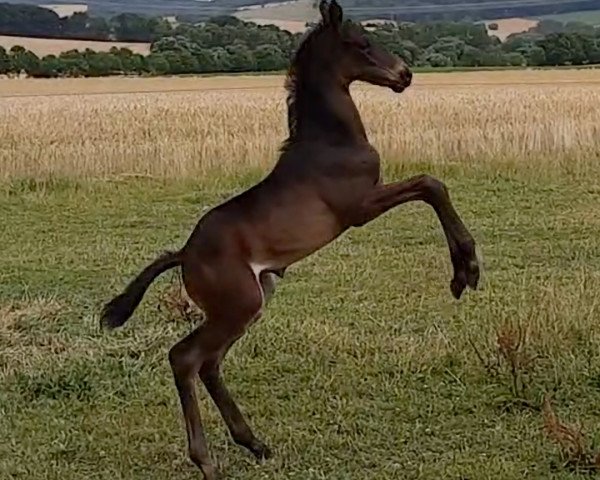 Pferd Heinrich (Trakehner,  , von Easy Game)