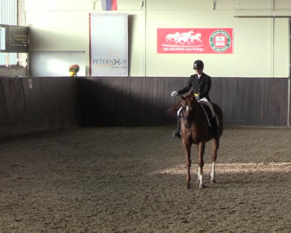 Reitturnier St. Peter-Ording 2022
