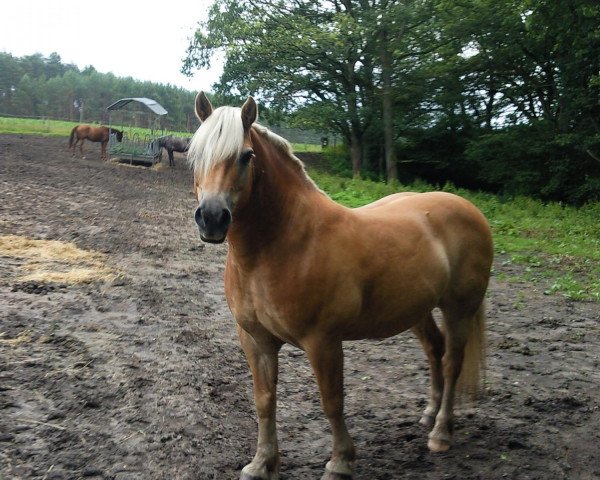 Springpferd No Limit (Haflinger, 2018, von Hermantico)