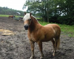 Springpferd No Limit (Haflinger, 2018, von Hermantico)