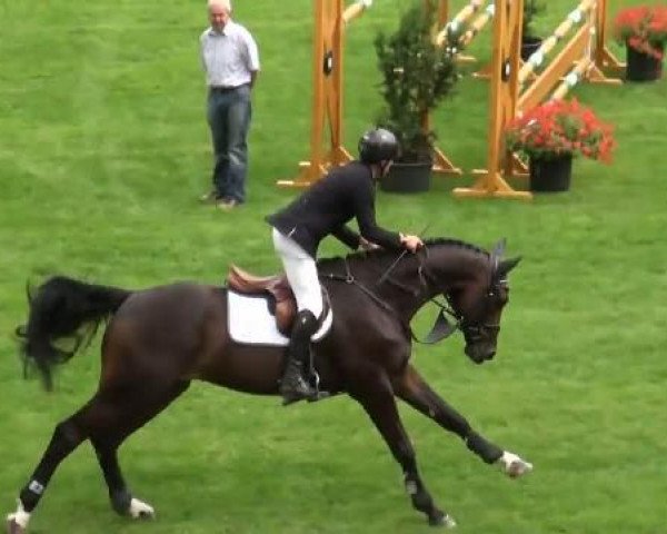 jumper Condero 3 (Westphalian, 2005, from Contendro I) jumper Condero 3 (Westphalian, 2005, from Contendro I)