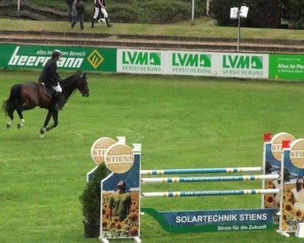 stallion Lord Paul (Oldenburg show jumper, 2005, from Lord Pezi)