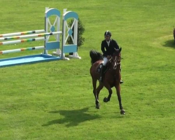 jumper Canto del Loco (Holsteiner, 2006, from Canto) jumper Canto del Loco (Holsteiner, 2006, from Canto)