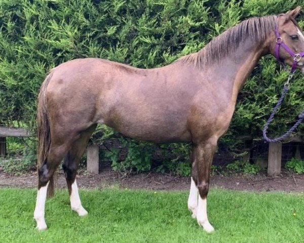 dressage horse Byley Reflection (Welsh-Pony (Section B), 2016, from Carrwood Bronzewing)