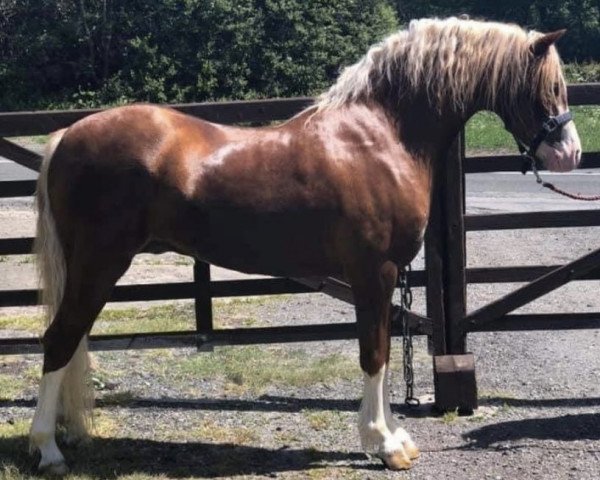 horse Waxwing Seafarer (Welsh-Pony (Section B), 2015, from Cwrtycadno Cymro)