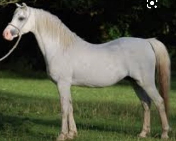 stallion Cwrtycadno Cymro (Welsh-Pony (Section B), 1995, from Eyarth Celebration) stallion Cwrtycadno Cymro (Welsh-Pony (Section B), 1995, from Eyarth Celebration)