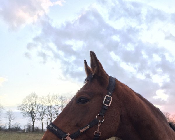 horse For Glory (Trakehner, 2007, from Connery)