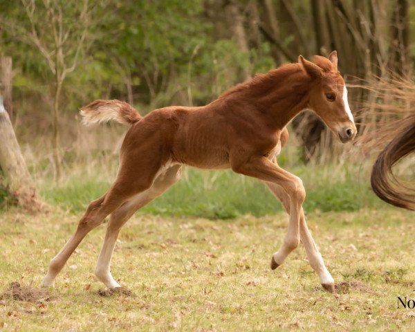 horse Valja (Oldenburg show jumper, 2022, from Valensky)