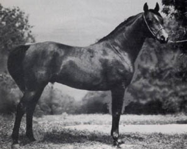 stallion Algierczyk ox (Arabian purebred, 1977, from Engano 1970 ox)