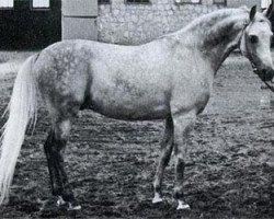 stallion Eufrat ox (Arabian purebred, 1970, from Elf 1963 ox)