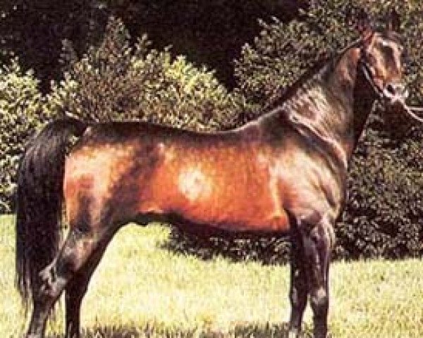 stallion Alrex ox (Arabian purebred, 1968, from Exelsjor ox) stallion Alrex ox (Arabian purebred, 1968, from Exelsjor ox)