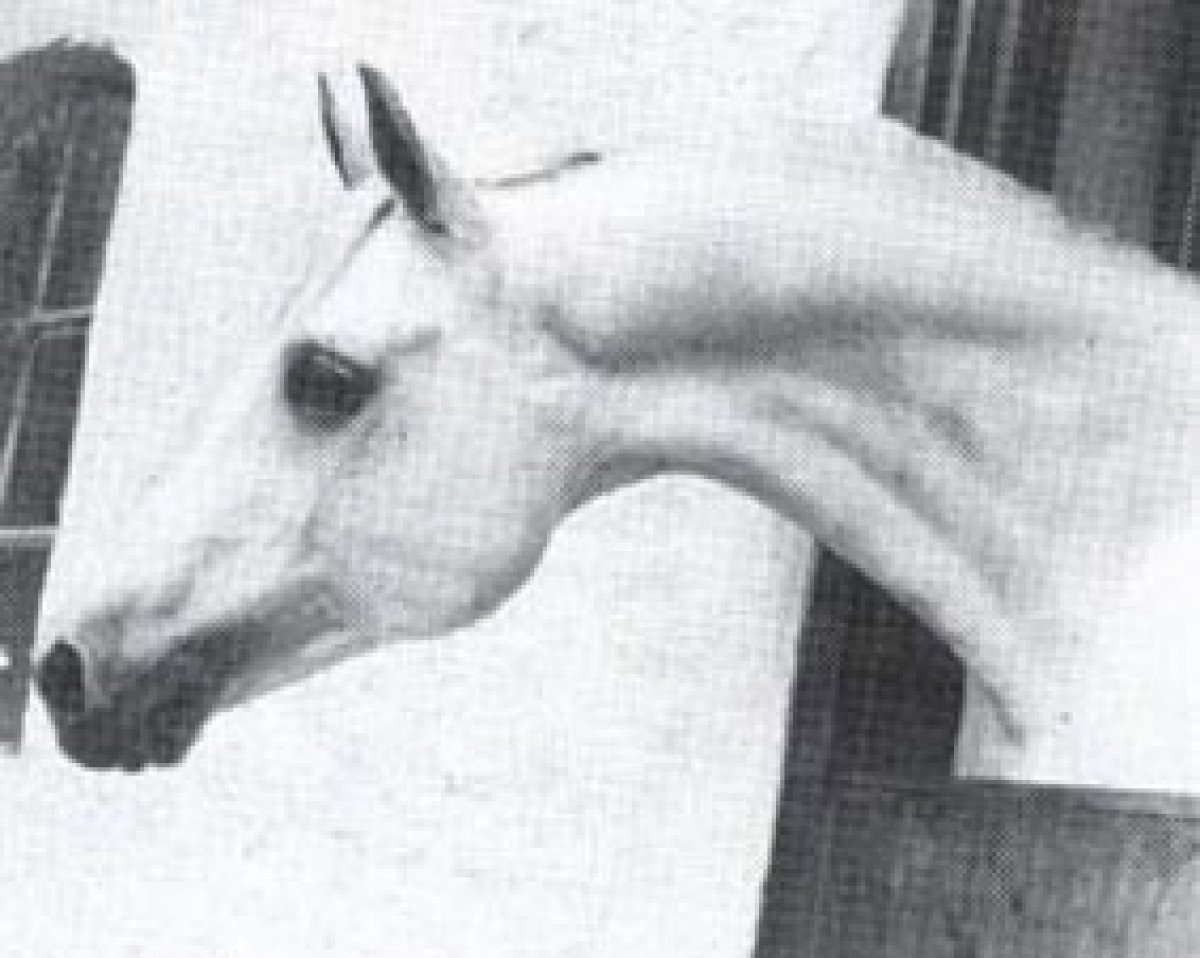 stallion Diamant ox (Arabian purebred, 1968, from Exelsjor ox)