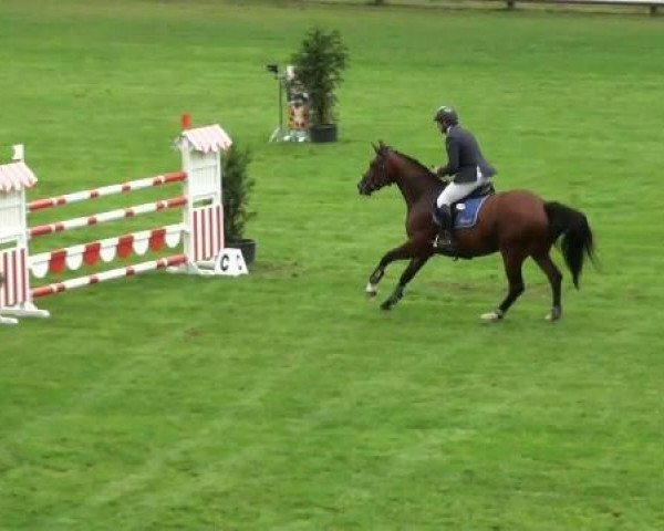 jumper Schorsch R (Westphalian, 2006, from Stalypso)