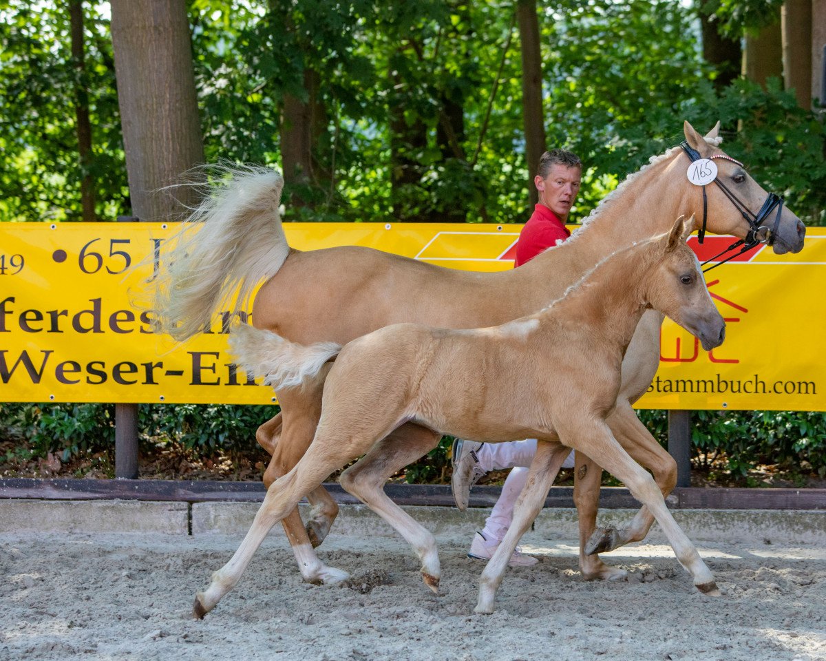 horse Cafe Crema (German Riding Pony, 2022, from D-Gold AT NRW)