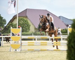 broodmare Larina 144 (German Sport Horse, 2010, from Lordanos)