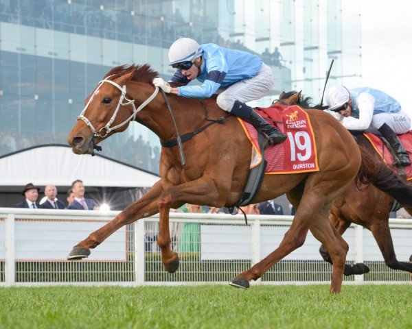 horse Durston xx (Thoroughbred, 2016, from Sea the Moon xx)