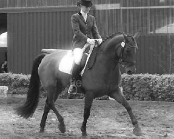 dressage horse Fahrenheit (Hanoverian, 1996, from First Flair R)