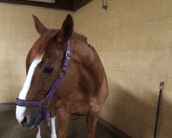 Pferd Lord (Polnisches edles Halbblut, 2004, von Chef Supreme xx) Pferd Lord (Polnisches edles Halbblut, 2004, von Chef Supreme xx)