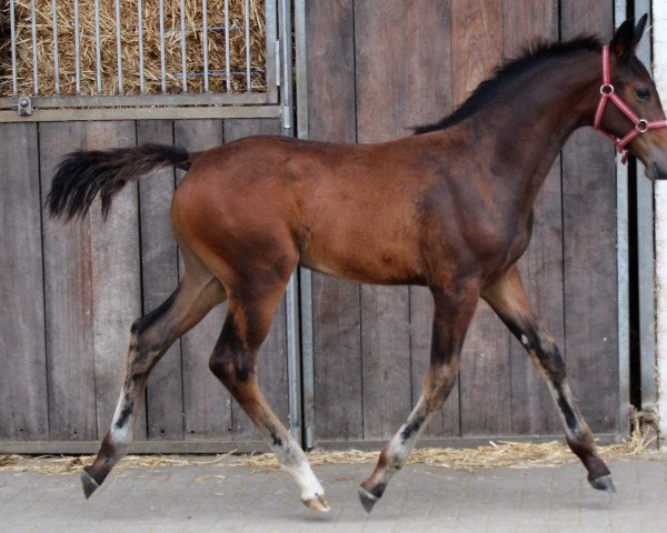 horse Hermine (Westphalian, 2022, from Hickstead Blue)