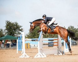 jumper Eckward (Hanoverian, 2012, from Embassy I)