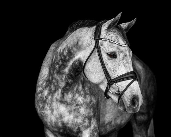 jumper Classic Dinalgo (German Sport Horse, 2015, from Discar)