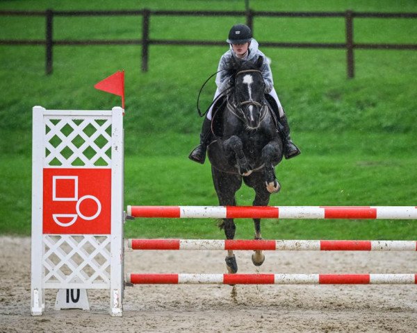 Springpferd Chanel S (Holsteiner, 2004, von Casall Ask)
