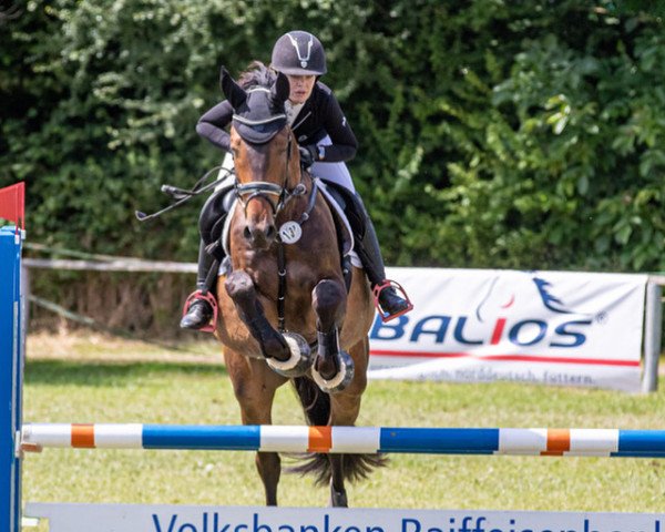 jumper Cornell THC (anglo european sporthorse, 2017, from Cornetto du Domaine)