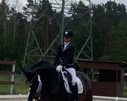 Dressurpferd Qu Elle (Deutsches Sportpferd, 2012, von Quaterback)