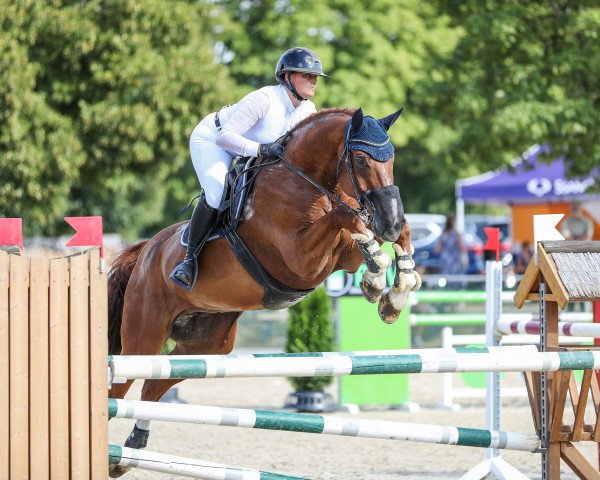 Springpferd Aljanero W (Bayer, 2010, von AL Cantaro E)