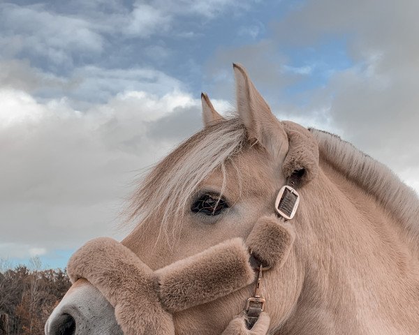 dressage horse Frydenslysts Aya (Pony without race description, 2009, from Frederik Skovå)