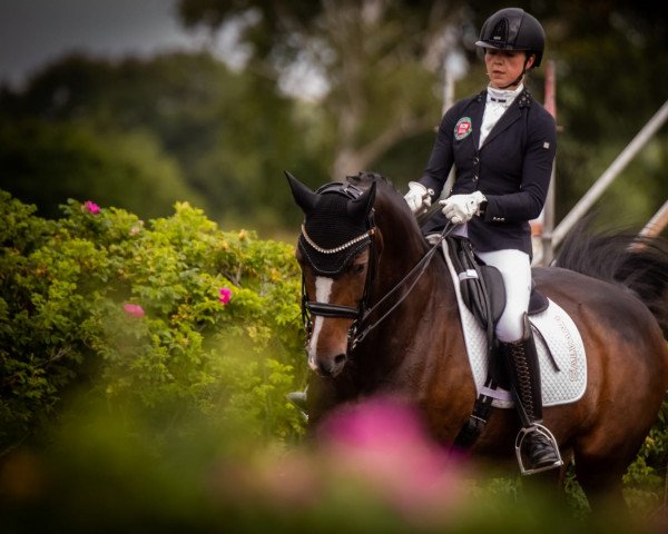 dressage horse Miss Morgan (Danish Warmblood, 2012, from Sunny-Boy)