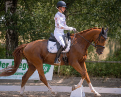 dressage horse Flavour 10 (Zangersheide riding horse, 2018, from Formidabel)