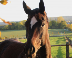 Zuchtstute Sohara (Westfale, 2012, von Son of Cologne)