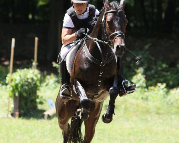 stallion Vincenzo 7 (German Riding Pony, 2006, from Vivaldi)