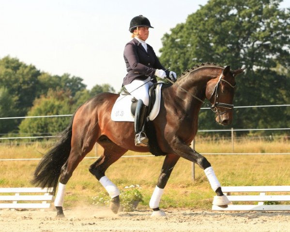 Pferd Adomat (Trakehner, 2013, von Rheinklang)
