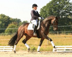 Pferd Adomat (Trakehner, 2013, von Rheinklang)